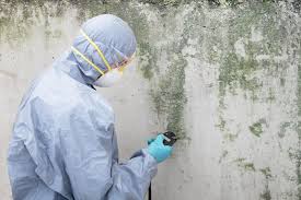 Best Mold Damage Restoration  in Haskell, AR